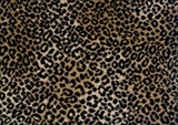 Royal Dutch CarpetsLake Jaguar